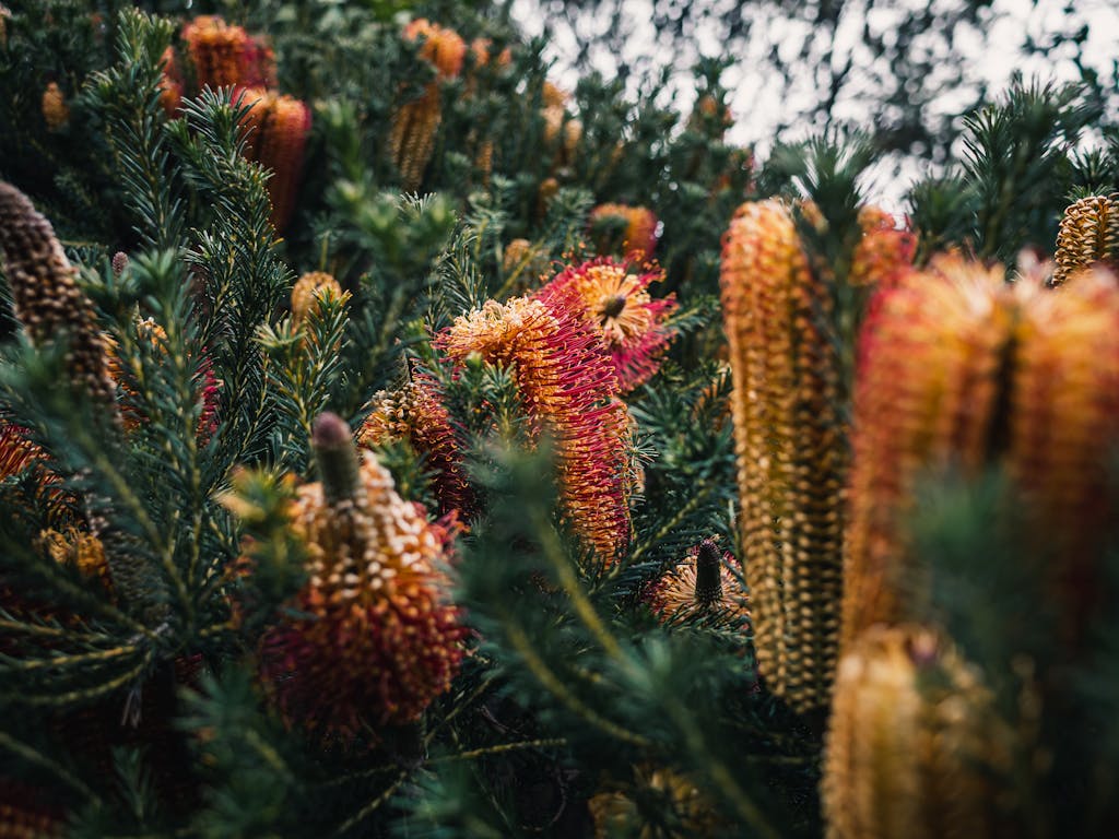 Close-up of vibrant Banksia flowers in a lush, natural setting.