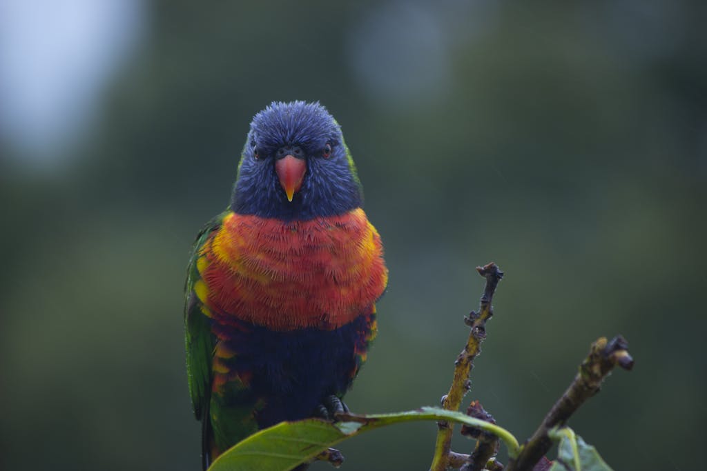 Vibrant rainbow lorikeet perched on a branch against a natural green background.